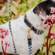 Eine Nahaufnahme eines weißen Hundes mit schwarzen Flecken, der ein stilvolles schwarzes Halsband und eine gemusterte Leine trägt, umgeben von rosa Blumen.