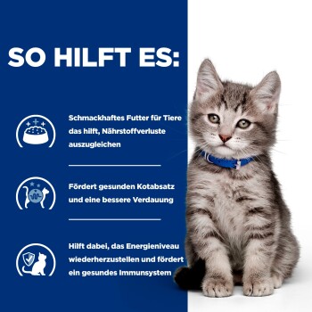 Grau getigerte Katze mit blauem Halsband sitzt neben deutschem Text über Vorteile von Tierfutter auf blauem Hintergrund.