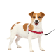 Ein kleiner weißer Hund mit braunen Flecken, der ein rotes Geschirr und eine Leine trägt, steht vor einem weißen Hintergrund.
