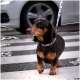 Ein schwarz-brauner Dackel steht auf einem Zebrastreifen, trägt ein gemustertes Halsband und eine Leine, mit einem verschwommenen Auto im Hintergrund.