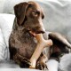 A brown dog chewing on a beige chew toy shaped like a bone, sitting comfortably on a couch.