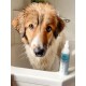 Ein Hund steht in einer Badewanne neben einer Flasche Haustiershampoo, mit einem hellblauen Etikett mit Symbolen für Anwendung und Vorteile.