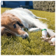 Ein entspannter Hund liegt auf grünem Gras, mit einer Flasche Haustier-Nahrungsergänzungsmittel und einigen kaubaren Tabletten in der Nähe.