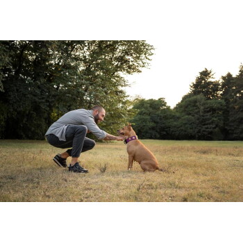 Mann hockt in einem Grasfeld und streichelt einen sandfarbenen Hund mit lila Halsband.