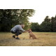 Mann hockt in einem Grasfeld und streichelt einen sandfarbenen Hund mit lila Halsband.