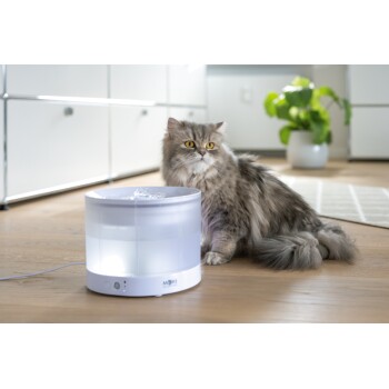 Un chat gris duveteux avec des yeux jaunes saisissants est assis à côté d'une fontaine à eau moderne pour animaux de compagnie sur un sol en bois, avec une plante verte en arrière-plan.