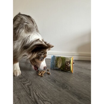 Ein brauner und weißer Hund frisst Haustierleckerlis, die auf dem Boden verstreut sind, mit einer offenen Tüte Hundefutter daneben.