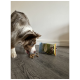 Ein brauner und weißer Hund frisst Haustierleckerlis, die auf dem Boden verstreut sind, mit einer offenen Tüte Hundefutter daneben.
