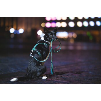 Ein schwarz-weißer Hund in einem grünen Geschirr sitzt auf einer Kopfsteinpflasterstraße, hält eine passende Leine, mit verschwommenen bunten Lichtern im Hintergrund.