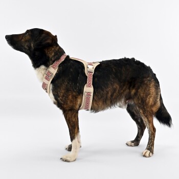Ein mittelgroßer Hund mit gestromtem Fell trägt ein dekoratives beiges und rotes Geschirr, steht aufrecht und schaut nach oben.