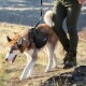Ein brauner und weißer sibirischer Husky, der ein schwarzes Hundegeschirr trägt, läuft auf einem grasbewachsenen Weg neben einer Person in grünen Hosen und Wanderschuhen.