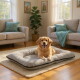 Golden Retriever lächelt auf einem grauen rechteckigen Hundebett auf einem Teppich in einem sonnendurchfluteten Wohnzimmer mit Sofas.