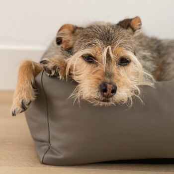 Ein entspannter Hund mit struppigem Fell, der seinen Kopf auf einem grauen Hundebett ruht und direkt in die Kamera schaut.