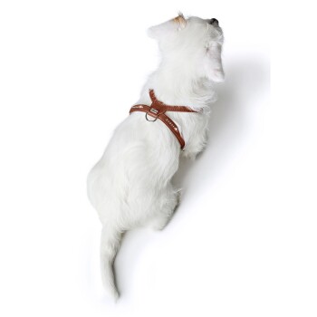 Ein kleiner weißer Hund, der ein braunes Geschirr trägt, von oben betrachtet, nach oben schauend.