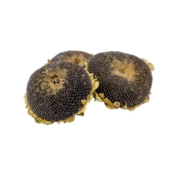 Drei getrocknete Sonnenblumenköpfe mit dunklen Samen und grünlich-gelben äußeren Blättern, vor einem weißen Hintergrund.