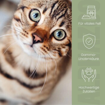 Nahaufnahme einer braunen getigerten Katze mit grünen Augen neben deutschem Text über vitales Fell, Gamma-Linolensäure und hochwertige Zutaten.