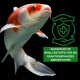 Ein lebendiger orange-weißer Koi-Fisch schwimmt auf einem schwarzen Hintergrund mit grünem Text und einer Grafik von Händen und einem Schild.