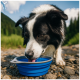 Schwarz-weißer Border Collie trinkt Wasser aus einem blauen zusammenklappbaren Napf draußen auf felsigem Boden.