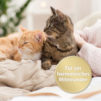 Getigerte und orangefarbene Katze kuscheln auf einer gestrickten Decke, goldenes Siegel mit der Aufschrift 'Für ein harmonisches Miteinander'.