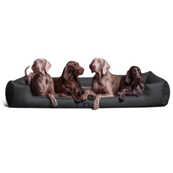 Ein brauner Hund sitzt auf einem schwarzen Haustierbett, mit einem deutschen Textüberlagerung, der 'INKLUSIVE' und 'MATRATZENSCHONER GIBT'S OBENDRAUF' besagt.