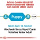 Royal Canin Leitfaden für Yorkshire Terrier, der die Fütterungsphasen angibt: "Welpe" mit 2 Monaten, Übergang zu "Erwachsen" mit 10 Monaten.