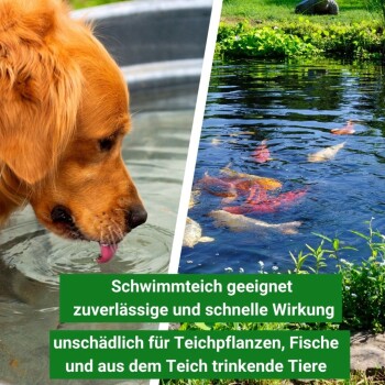 Ein Golden Retriever trinkt aus einer Schüssel; ein Teich mit Koi-Fischen ist in der Nähe. Text: "Schwimmteich geeignet für Pflanzen, Fische und Tiere."