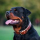 Zwart-bruine Rottweiler met een bruine leren halsband, hijgend met uitgestoken tong, tegen een vage groene achtergrond
