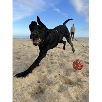 Ein brauner und weißer Hund, der ein graues Geschirr und eine Leine trägt, der in einer natürlichen Umgebung mit verschwommenem Herbstlaub nach oben schaut.