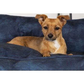 Scruffs & Tramps Hundebett blau L