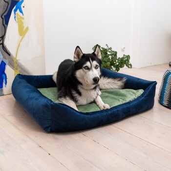 Ein schwarz-weißer Hund, der auf einem plüschigen marineblauen Haustierbett mit einem grünen Kissen in einem modernen Innenraum ruht.