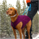 Ein brauner Hund, der einen lila Wintermantel und ein gestreiftes Halsband trägt, steht auf einem verschneiten Weg, gehalten von einer Person in einer orangefarbenen Jacke.