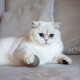 Eine flauschige weiße Katze mit auffälligen blauen Augen liegt auf einem weichen beigen Sofa und hält spielerisch einen kleinen braunen Ball.