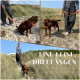 Person, die einen schokoladenbraunen Labrador Retriever auf einem sandigen Weg mit hohem Gras führt, trägt ein orangefarbenes Geschirr und eine Leine. Text: "Eine Leine, drei Längen. Perfekt für jede Situation!"
