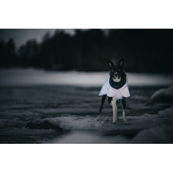 Ein schwarz-weißer Hund steht auf einer schneebedeckten Fläche, trägt einen hellblauen reflektierenden Mantel in einer schwach beleuchteten Außenumgebung.