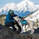 Eine Person in einer blauen Jacke sitzt auf einem Felsen mit einem weißen Hund in einem blauen Rucksack, schneebedeckte Berge im Hintergrund.