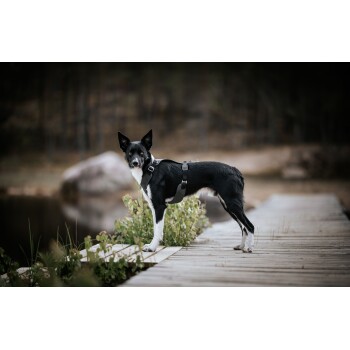 Ein schwarz-weißer Hund steht auf einem Holzsteg an einem ruhigen Gewässer, trägt ein Geschirr und schaut direkt in die Kamera.