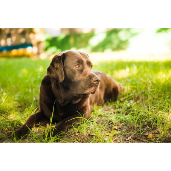 Schokoladenfarbener Labrador Retriever liegt im sonnenbeschienenen Gras und blickt nach rechts.