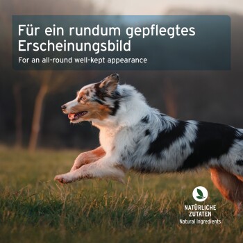 Springender dreifarbiger Hund im Gras mit eingeblendetem Text 'Für ein rundum gepflegtes Erscheinungsbild' und 'Natürliche Inhaltsstoffe'.