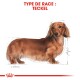 Illustration d'un chien Teckel avec un corps long et des pattes courtes, présentant un pelage brun-roux, étiqueté "TYPE DE RACE : TECKEL."