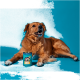 Brauner Hund liegt auf blauem Hintergrund mit einer Dose Pets Deli Ente Hundefutter davor.