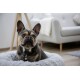 Ein Französischer Bulldogge sitzt in einem flauschigen grauen Haustierbett, mit einem modernen hellen Sofa im Hintergrund.