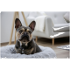 Ein Französischer Bulldogge sitzt in einem flauschigen grauen Haustierbett, mit einem modernen hellen Sofa im Hintergrund.