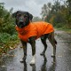 Ein mittelgroßer Hund mit gestromtem Fell trägt einen leuchtend orangefarbenen Regenmantel mit gelben Akzenten, vor einem weißen Hintergrund stehend.