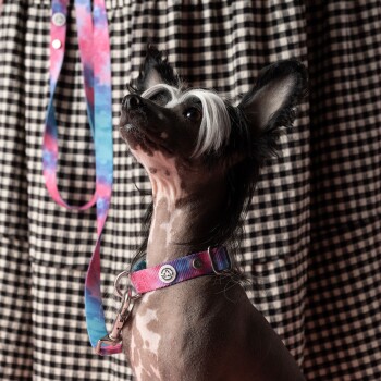 Ein Chinesischer Schopfhund mit einer einzigartigen Frisur und einem gemusterten Halsband schaut nach oben, vor einem schwarz-weißen karierten Hintergrund.