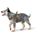 Ein glücklicher Blue Heeler Hund, der ein braunes Geschirr trägt und selbstbewusst vor einem weißen Hintergrund läuft.