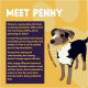 Illustrierter Hund Penny neben der Überschrift ‚LERNEN SIE PENNY KENNEN‘ und einer lila Infobox; vertikaler Text: ‚VON PENNY GENEHMIGT!‘