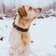 Ein goldener Labrador sitzt im Schnee, trägt ein dunkelbraunes geflochtenes Halsband und schaut nachdenklich zur Seite.