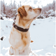 Ein goldener Labrador sitzt im Schnee, trägt ein dunkelbraunes geflochtenes Halsband und schaut nachdenklich zur Seite.