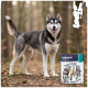 Schwarz-weißer Husky steht im Wald neben einer Tüte mit der Aufschrift 'PREMIERE. I ♥ my dog' Dental Snack Medium Wraps.