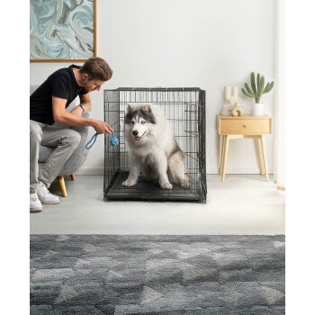Ein brauner Hund und eine kleine schwarz-weiße Katze sitzen in einer schwarzen Metallhaustierbox, mit einer Lampe und einer Topfpflanze im Hintergrund.